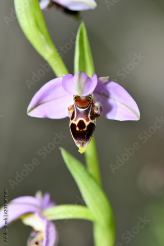Quadro em tela A close-up macro front view of a stunning Bee Orchid (Ophrys apifera) flower blooming on a slender green stem