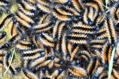 A dense cluster of furry Pine Processionary caterpillars grouped together. Macro texture shot of toxic, orange and black moth larva pests in a nest formation.