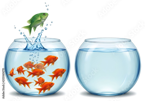 Goldfish swimming in glass fishbowls with water splash and green frog jumping between