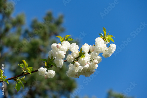 Tableau sur toile Close-up of Prunus glandulosa 'Alba Plena' against clear blue sky