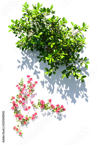 Pink flowers and green leaves casting hard summer shadows on a white wall
