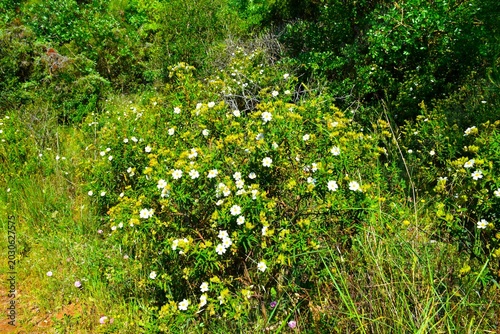 Tableau sur toile Narrow-leaved cistus (Cistus monspeliensis) white blooming mediterranean shrub