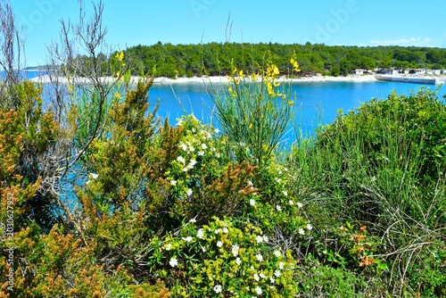 Photos White blooming narrow-leaved cistus (Cistus monspeliensis) and yellow shrub at K