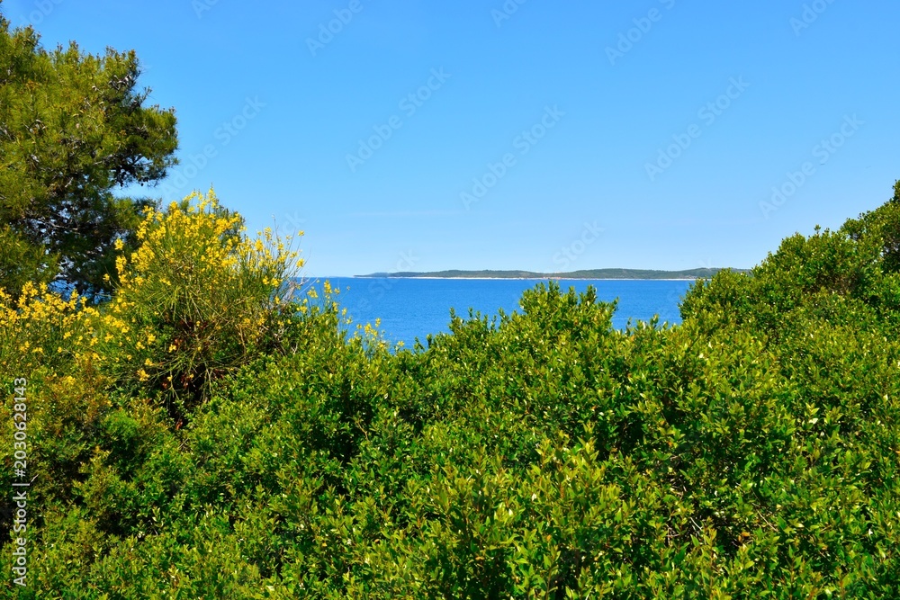 Fototapeta premium Common myrtle (Myrtus communis) evergreen shrub and a view of the Adriatic sea in Istria, Croatia