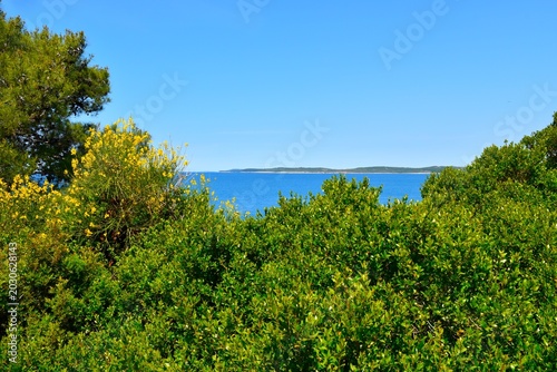 Tableau sur toile Common myrtle (Myrtus communis) evergreen shrub and a view of the Adriatic sea i