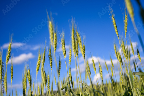 Wheat field under a clear blue sky. Cereal growing in the field. field. Ears of wheat.