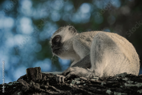 Schilderij op canvas vervet monkey surveying its surroundings