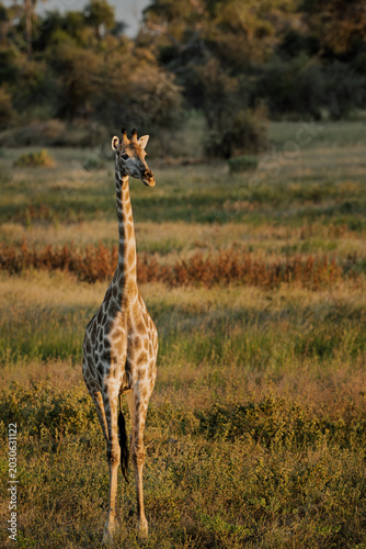 Canvas Print giraffe in wild africa botswana