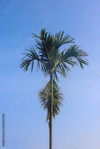Tall arecanut palm tree standing against a clear blue sky with bright sunlight, showcasing tropical plantation scenery and natural greenery in a peaceful outdoor environment.