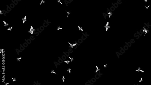 A large group of buzzing flies isolated on a black background. Realistic animation of a swarm of flies.