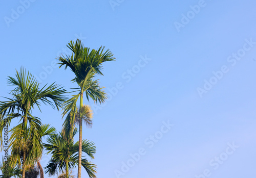 Tall arecanut palm trees standing against a clear blue sky with bright sunlight, showcasing tropical plantation scenery and natural greenery in a peaceful outdoor environment.