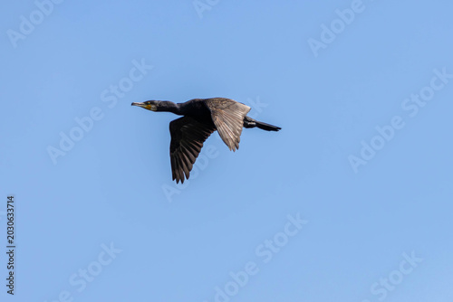 Great Cormorant Flying Against Clear Blue Sky