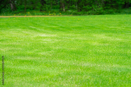 фотографія Perfectly mowed green lush grass lawn at public city park, seasonal landscaping works and nature endorsement in gardens, ideally groomed fresh grass field, freshly cutting natural grass meadow