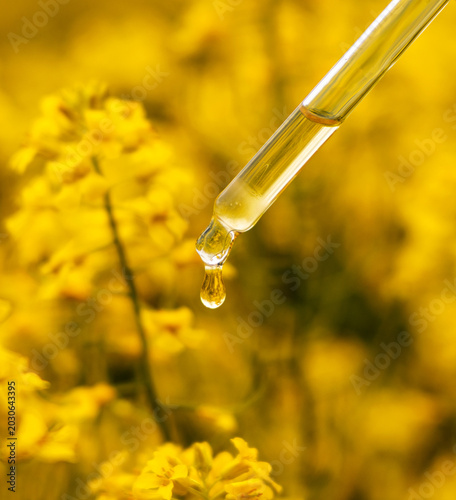 Fotografie Cosmetic pipette against the background of a rapeseed field close-up