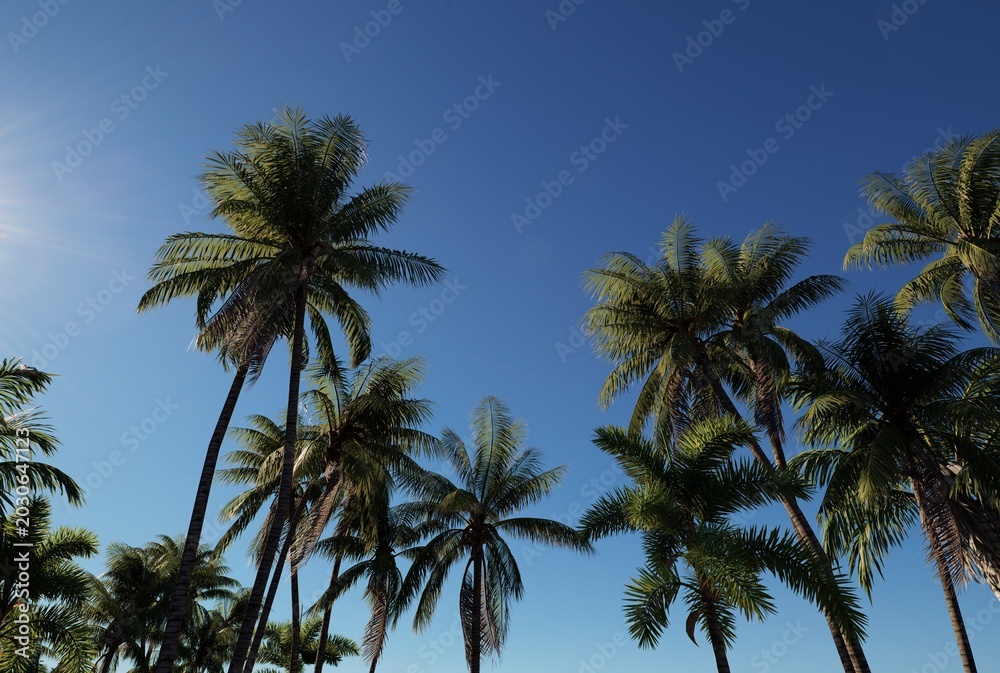 Fototapeta premium Sunlit Palm Trees Against Clear Blue Sky