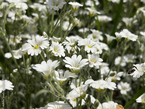 Cerastium biebersteinii is a species of flowering plant of the genus Cerastium of the family Caryophyllaceae.