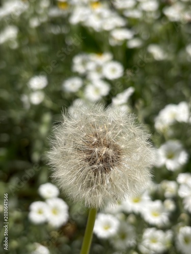 The puffy dandelion blowball on the background with white flowers