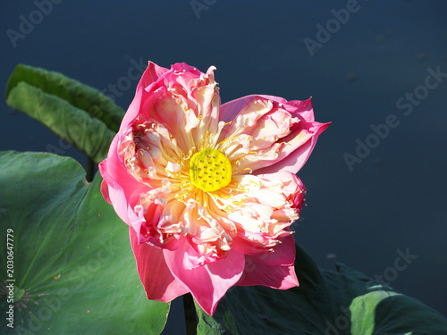 Tableau sur toile Roseum Plenum, a pink lotus, blooms fully