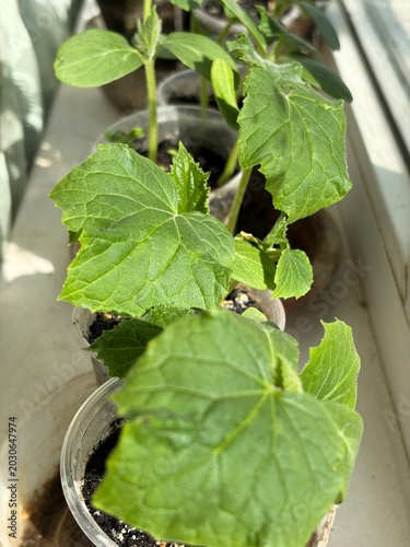 Cucumber seedlings stand in plastic cups on the window