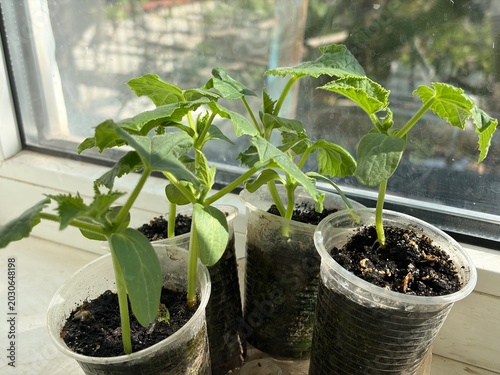 Cucumber seedlings stand in plastic cups on the window