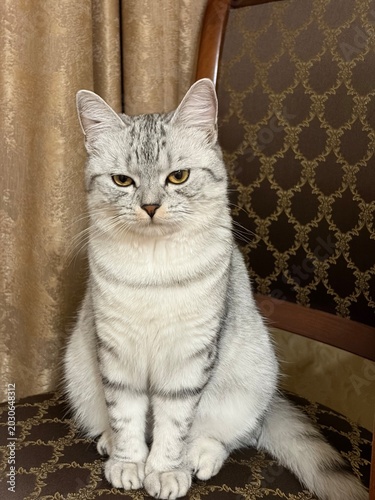 Portrait of a British Shorthair cat sits on the chair
