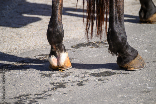 Close up of horse hooves on asphalt The Concept of strength