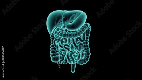 3d animation of human digestive system - liver, stomach, pancreas and intestine. Realistic x-ray simulation of human internal organs isolated on black