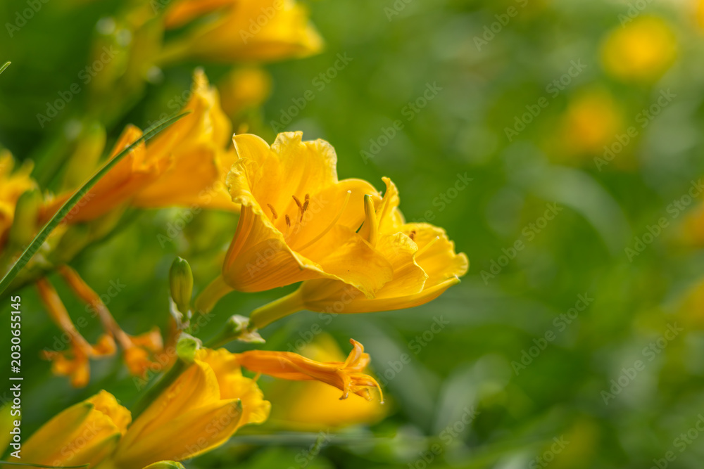 Obraz premium Macro shot of vibrant yellow daylily flowers blooming in a garden