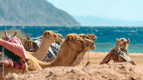 landscape with a caravan lying camels in Egypt Dahab