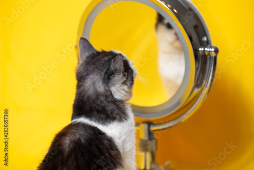funny silver-white kitten looking in surprise in a cosmetic mirror with magnification effect