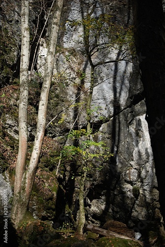 Eine graue Felswand, davor stehen viele Bäume.