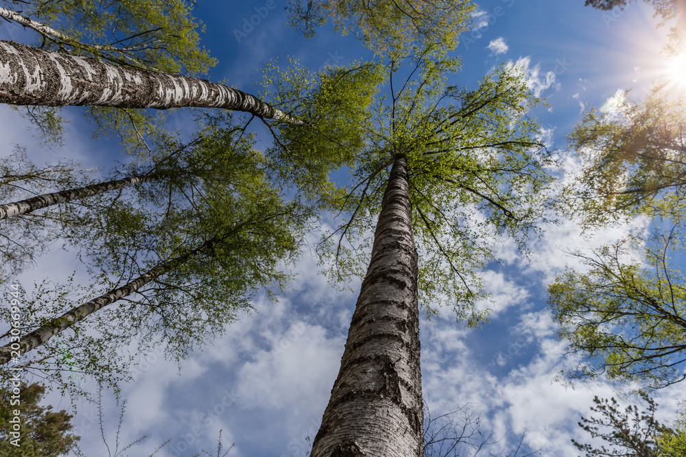 Fototapeta premium Tops of birches in forest against sky backlit, bottom view