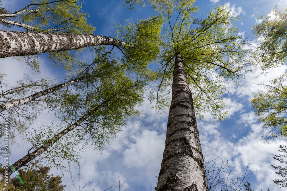 Fototapeta premium Tops of birches in forest against sky, bottom-up view