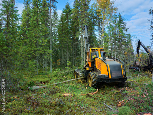 Obraz na płótnie Timber harvesting in a forest with machinery operating in a clear-cut area captu