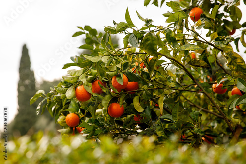 Fresh oranges ripening on branches of a citrus tree