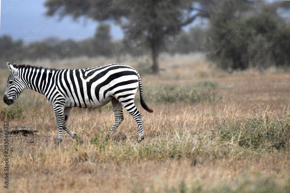 Obraz premium African Zebras Grazing in Savannah Grassland of Maasai Mara national Park, kenya, Africa