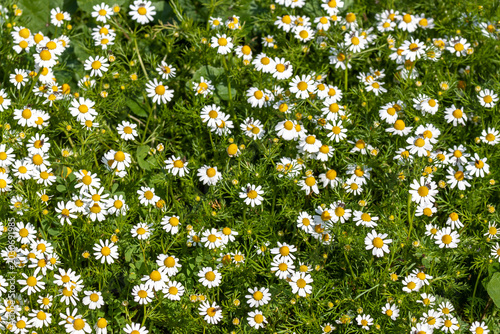 Natural texture background of wild chamomile flowers blooming in green grass. Dense lawn of white daisy blossoms with yellow center under sunlight. Cyprus.