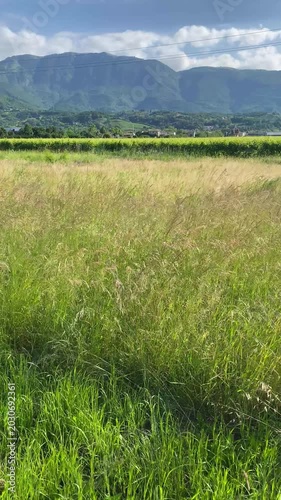 campo in primavera