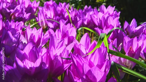 Blooming pink siam tulip flowers fill the field, creating a breathtaking natural landscape illuminated by warm sunlight, showcasing vibrant colors and delicate petals in harmony