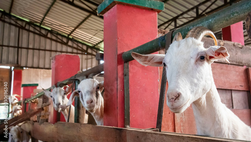 Cuadro en lienzo Boer goats in a pen on a farm