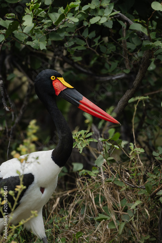 Female Saddle-billed stork foraging 