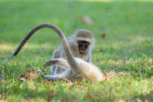 Foto Two young vervet monkeys (Chlorocebus pygerythrus) wrestling, biting and playing