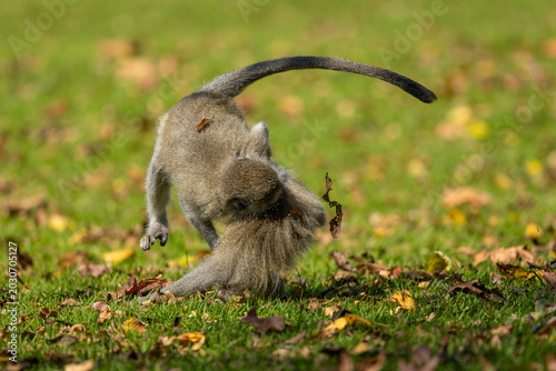 Fotografía Two young vervet monkeys (Chlorocebus pygerythrus) wrestling, biting and playing