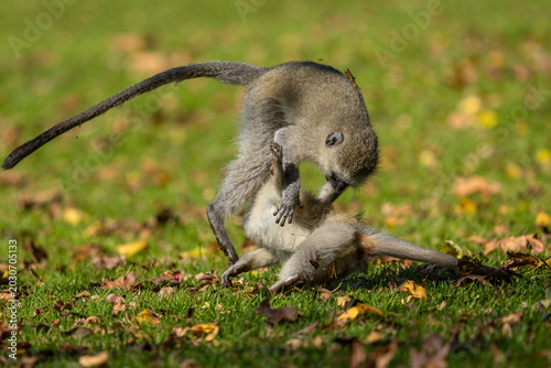 Fotografia Two young vervet monkeys (Chlorocebus pygerythrus) wrestling, biting and playing