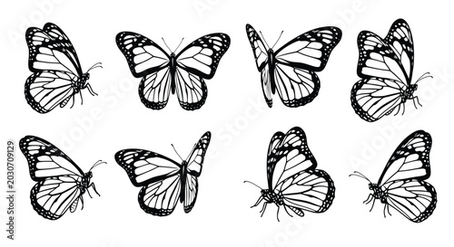 monarch butterflies in black and white line art style high quality
