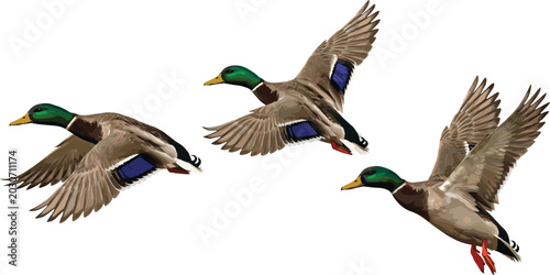 Foto Flying Mallard Ducks Icon Set in Mid-Air with Realistic Feathers, Nature Wildlif