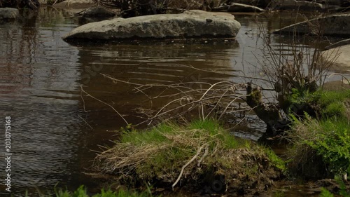 Shallow stream water flowing gently around natural river rocks and sparse gre...