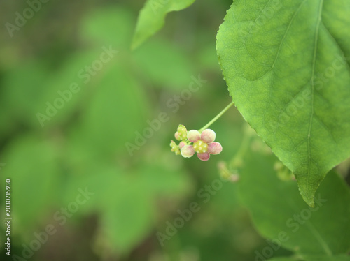 Fotografie 5月に咲いた小さくて可憐なツリバナ（吊り花）の花
