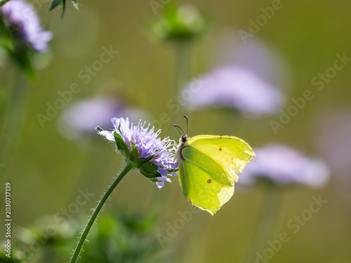 Cuadro en lienzo A Male Brimstone on Scabious