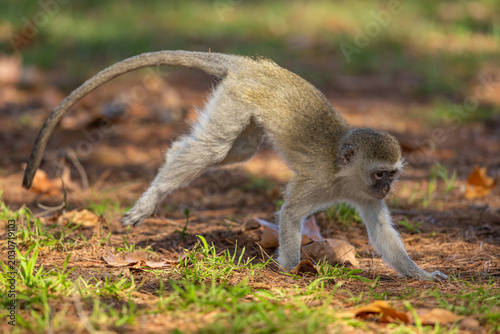 Photos A young vervet monkeys (Chlorocebus pygerythrus) running on the ground